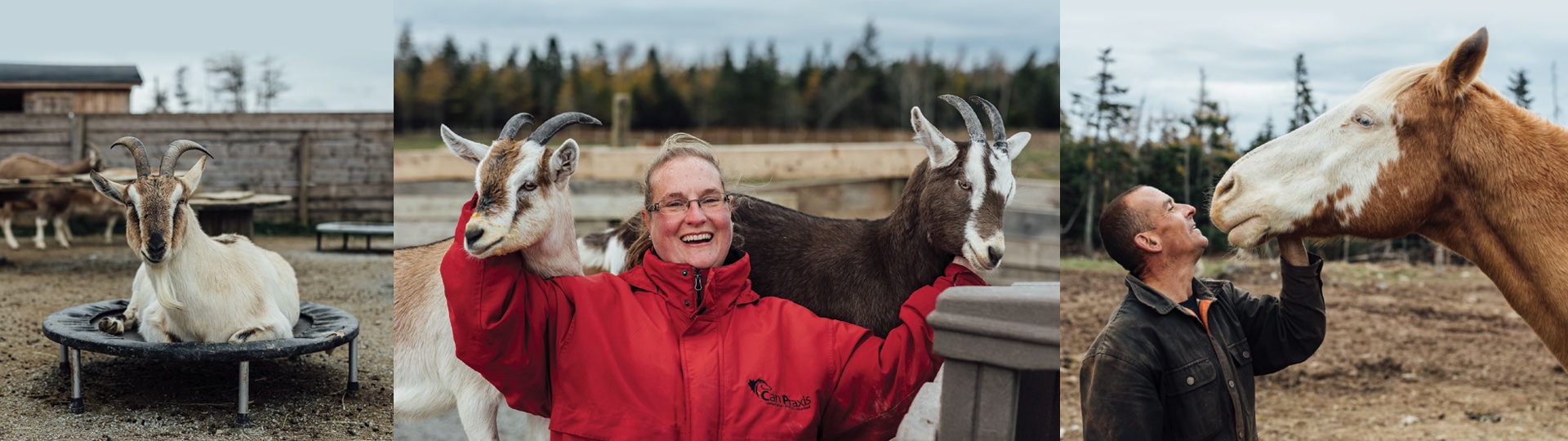 Ataraxy Farm in Lawrencetown, Nova Scotia is a therapy farm with over 40 goats, 5 horses, 3 donkeys and a mule.